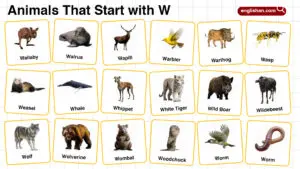 Animals Starting with W: Guide to Names and Classifications