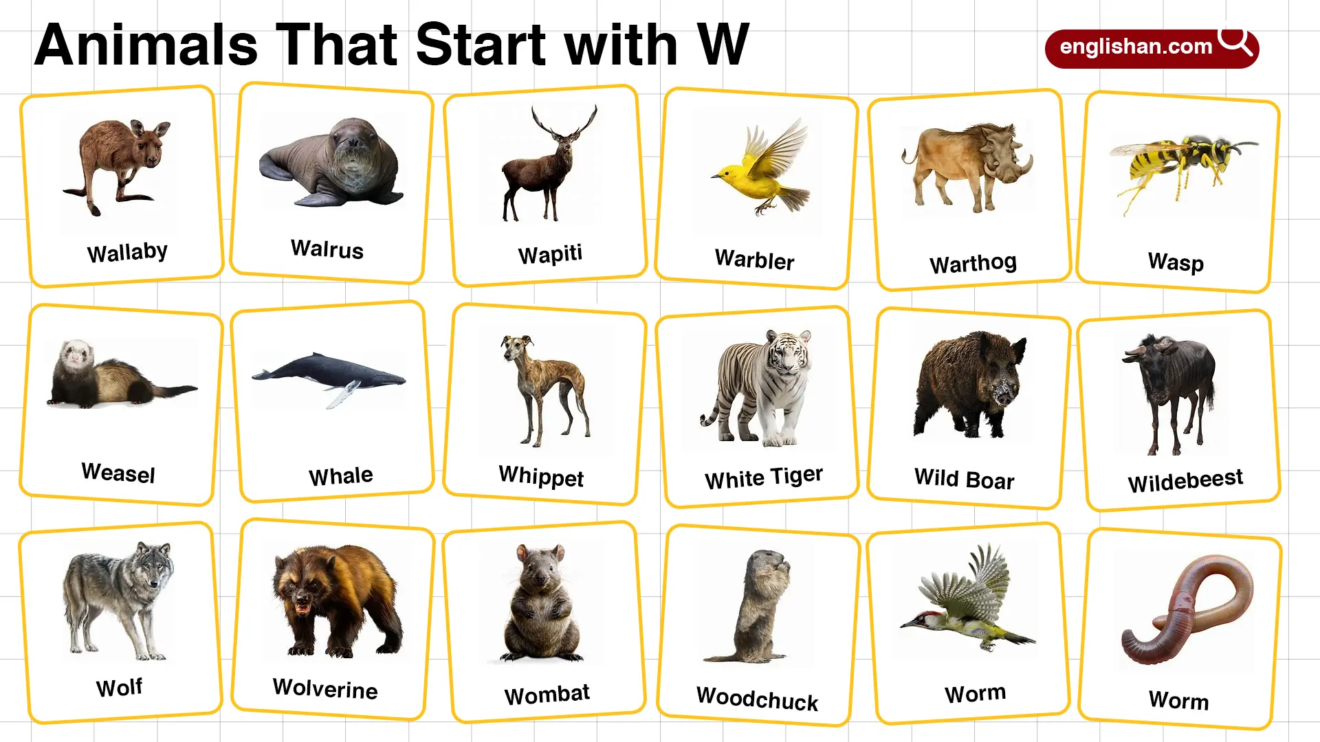 20+ Animals that Start with W in English with Pictures