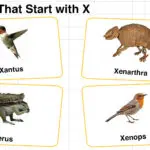20+ Animals that Start with X in English with Pictures