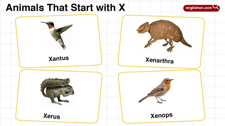 20+ Animals that Start with X in English with Pictures