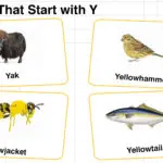 20+ Animals that Start with Y in English with Pictures