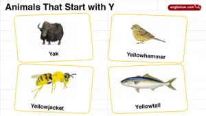Animals That Start with Y: Names, Facts, and Classifications