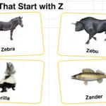 20+ Animals that Start with Z in English with Pictures