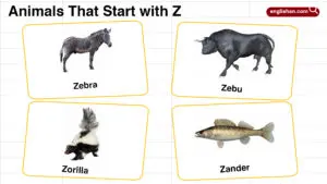 Animals That Start With Z: Names, Pictures, and Fun Facts