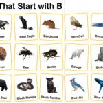 20+ Animals Start with B in English with Pictures