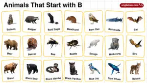 20+ Animals Start with B in English with Pictures