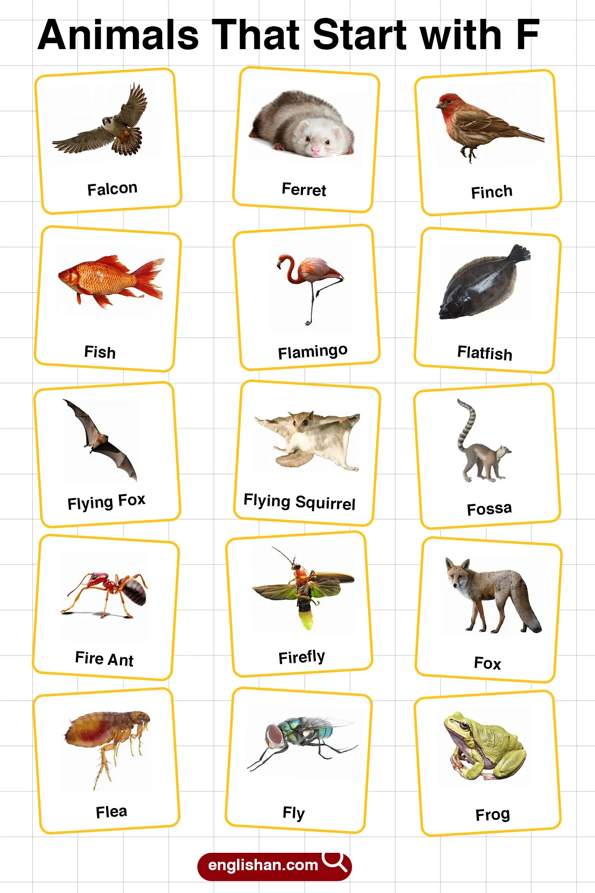 List of Animals Starting with F with Pictures