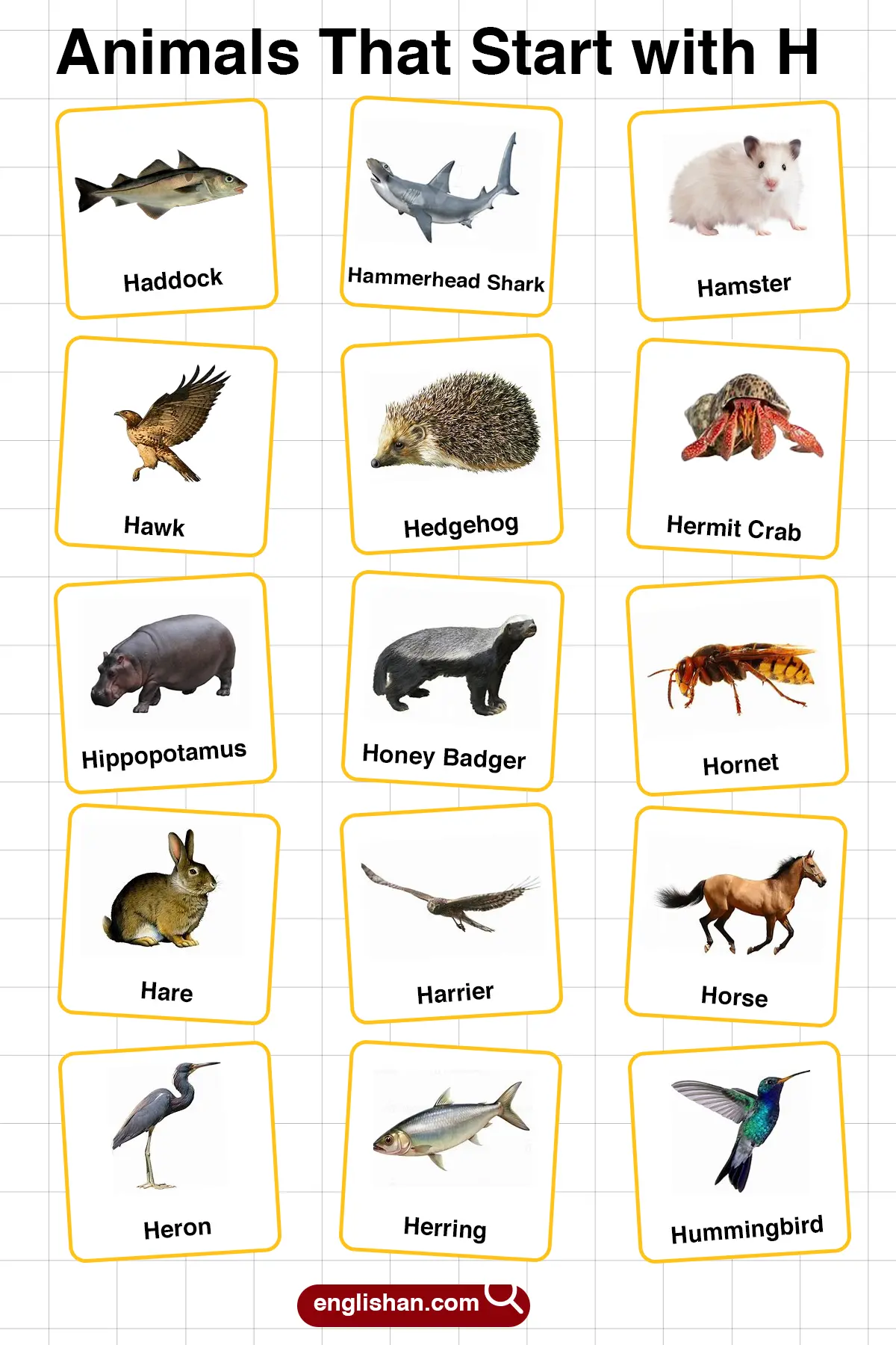 List of Animals Starting with H with Pictures