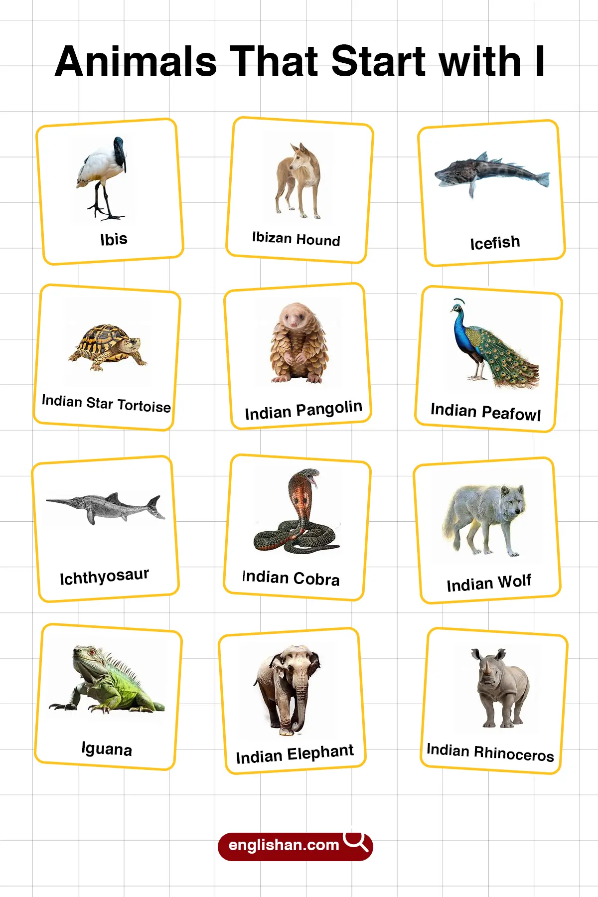 List of Animals Starting with I with Pictures