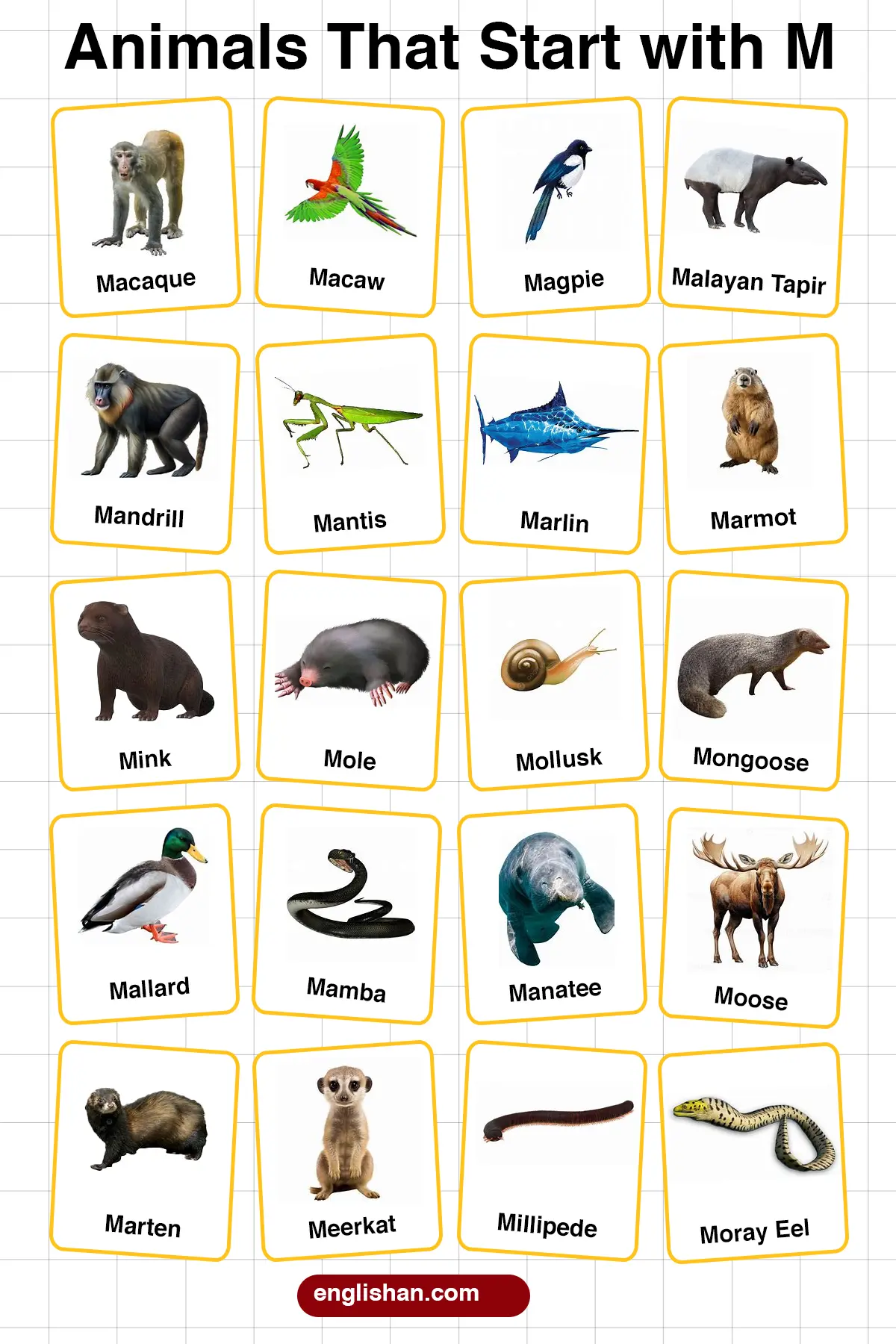 List of Animals Starting with M with Pictures