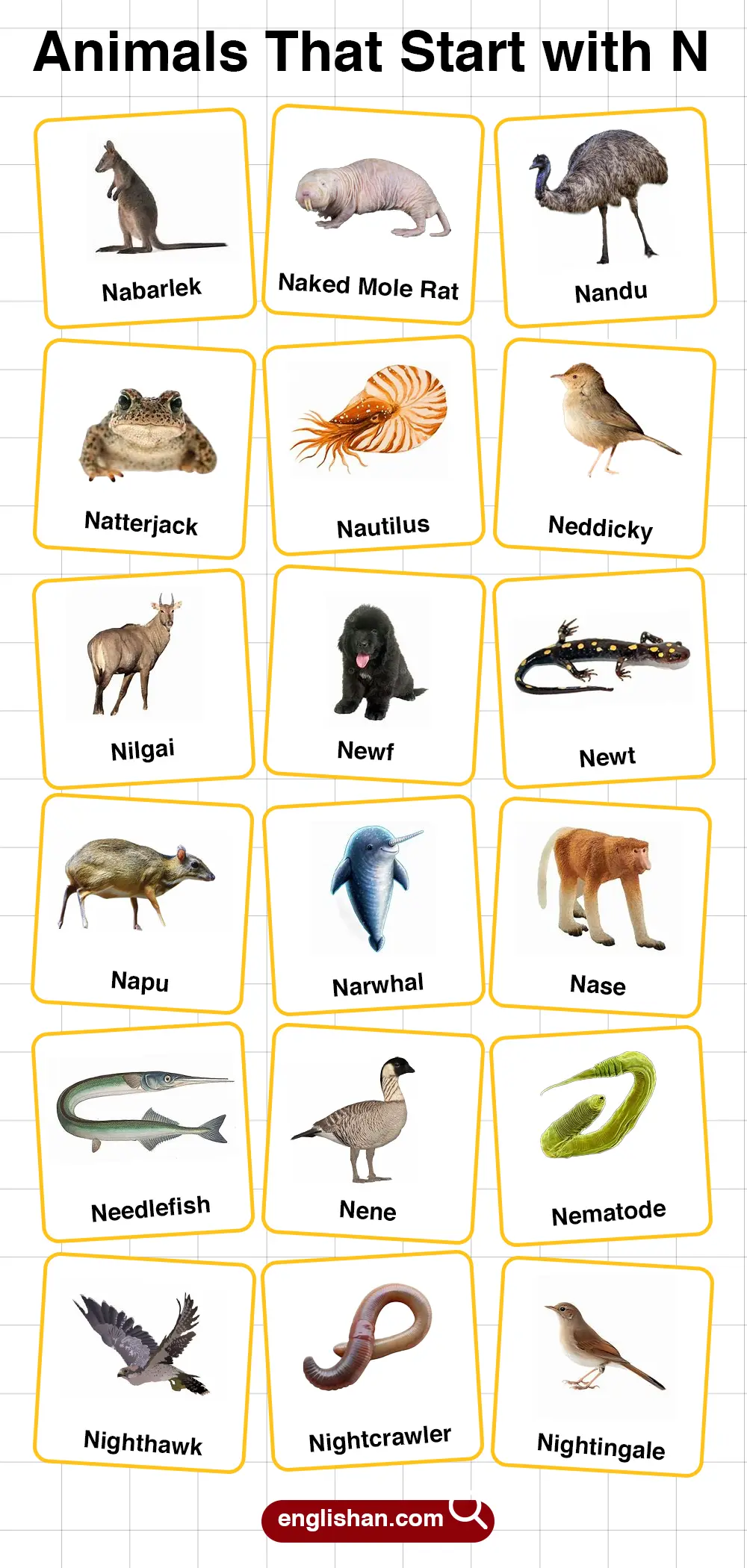 List of Animals Starting with N with Pictures