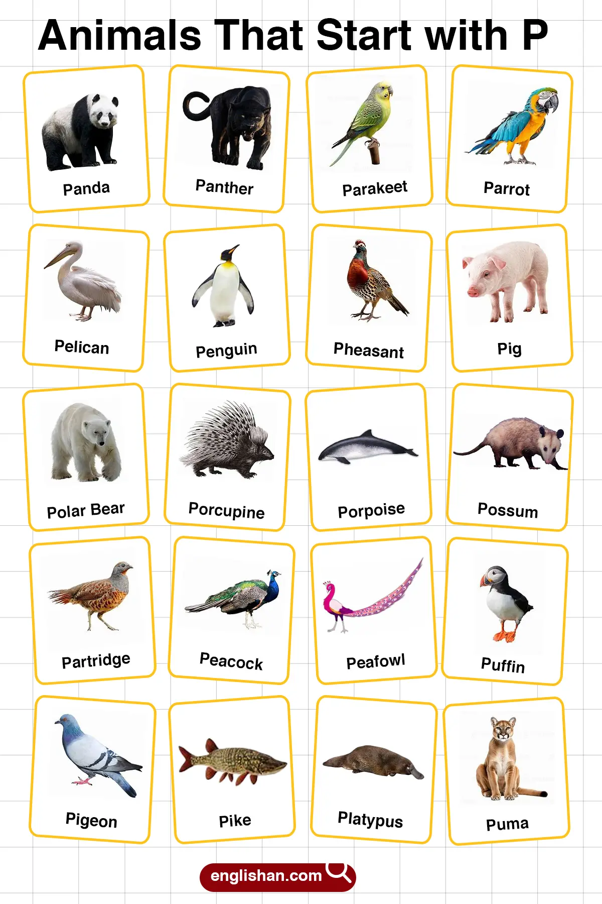 List of Animals Starting with P with Pictures