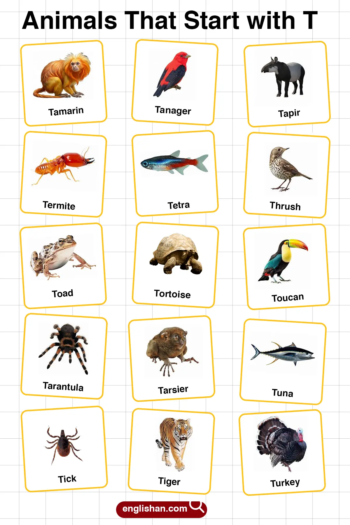 List of Animals Starting with T with Pictures