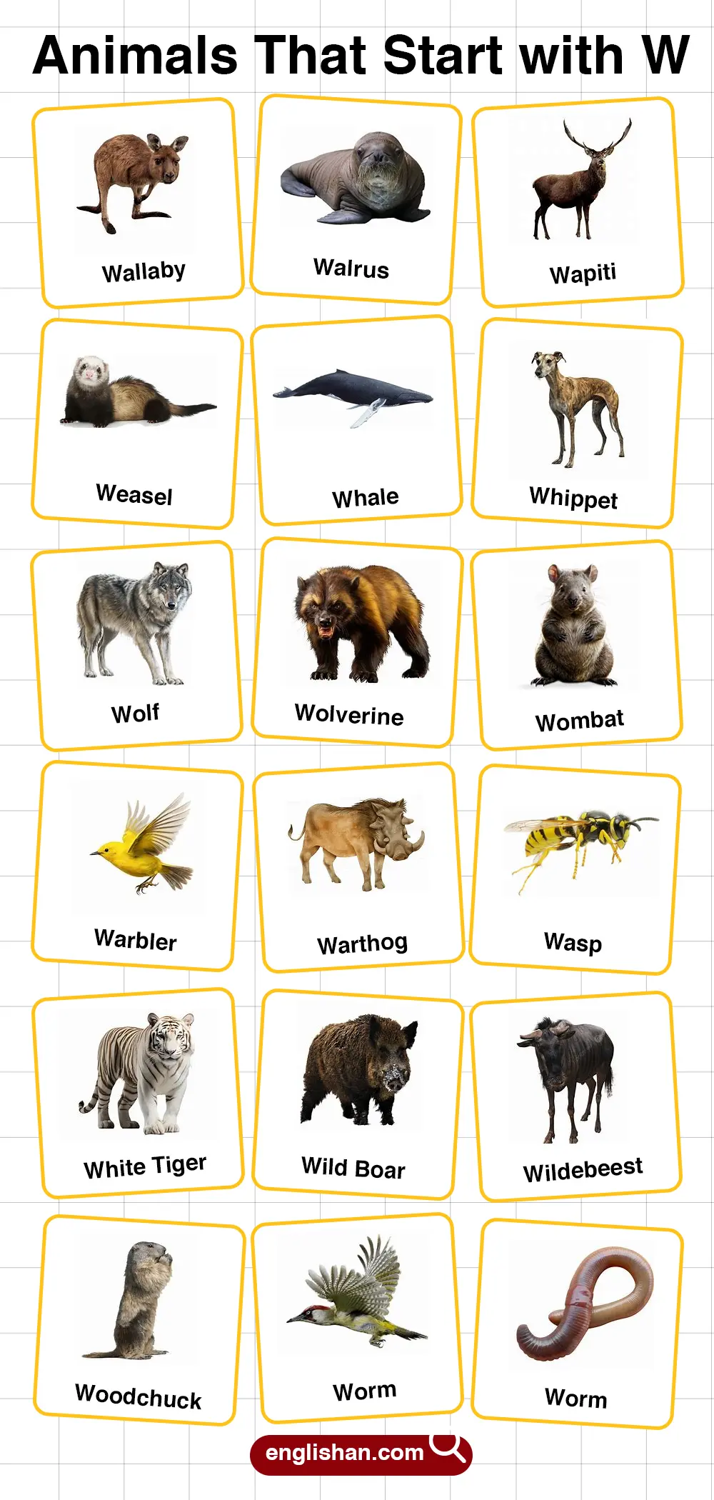 List of Animals Starting with W with Pictures