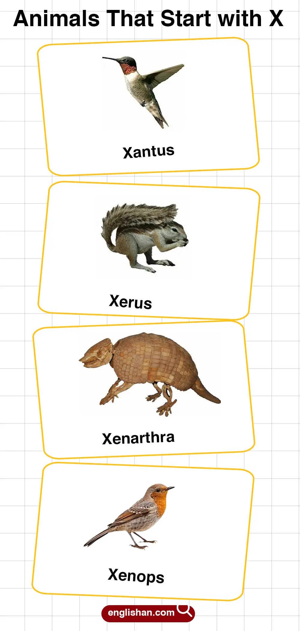 List of Animals Starting with X with Pictures