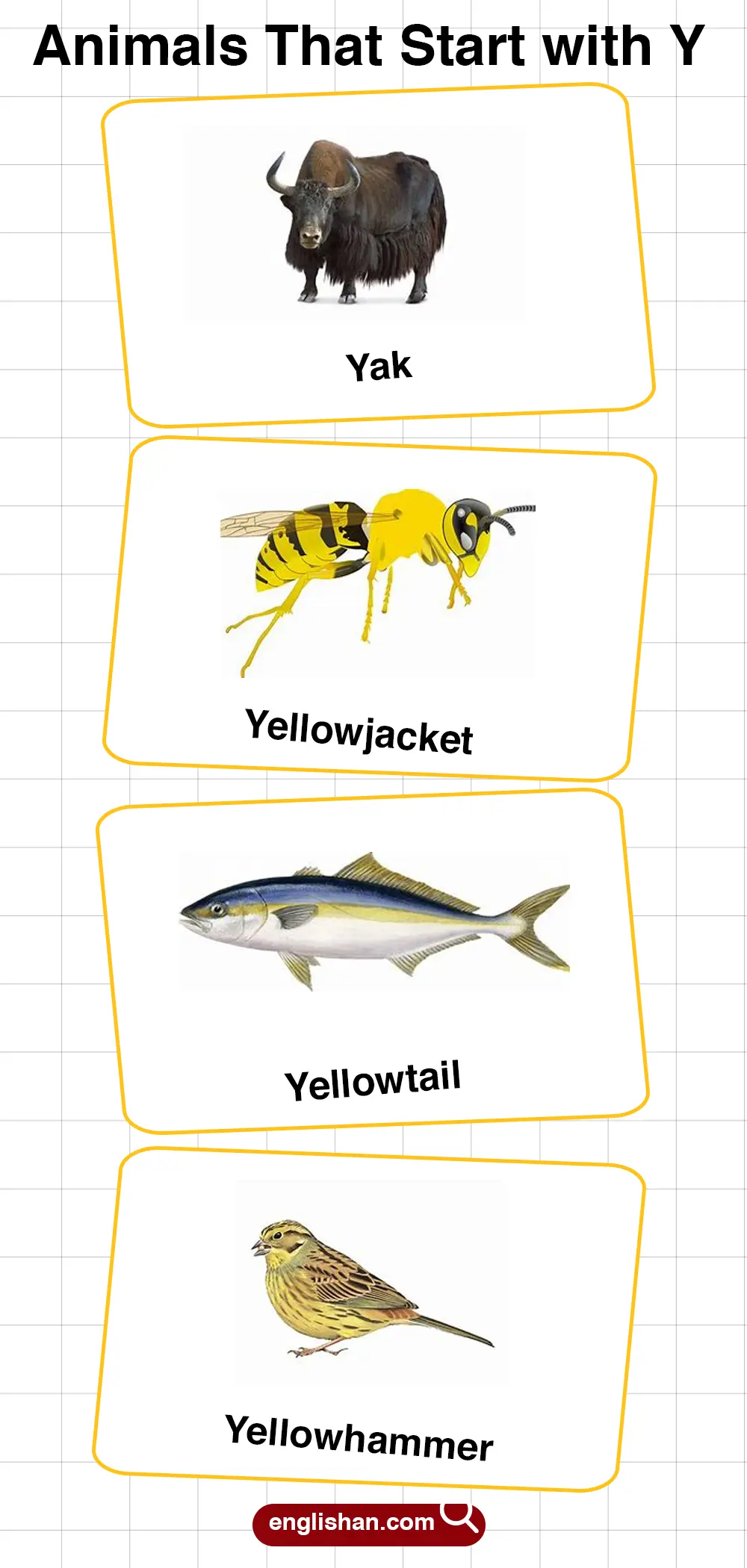 List of Animals Starting with Y with Pictures