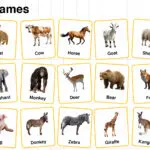 Common animals name in English with pictures for vocabulary learning