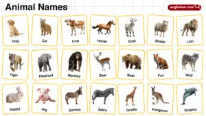 Common animals name in English with pictures for vocabulary learning