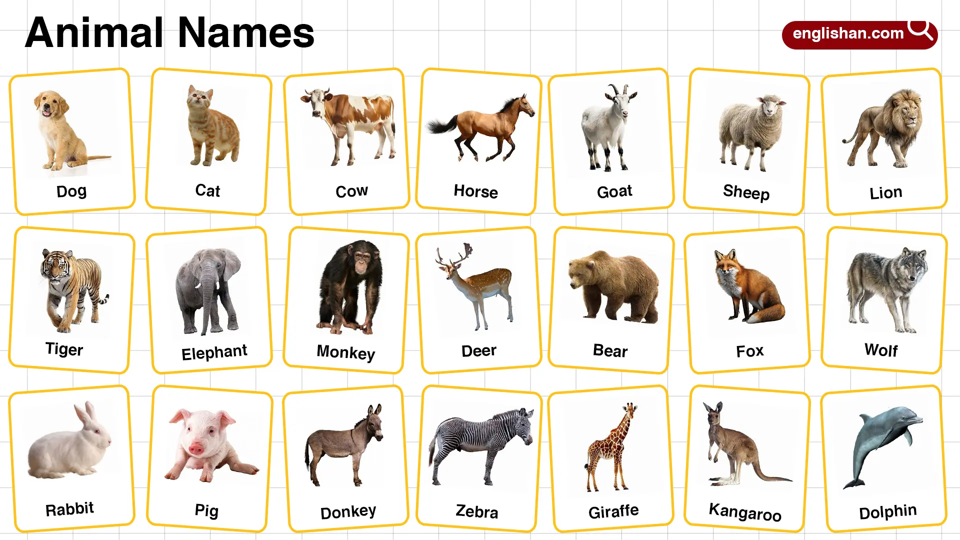 All Animals Names In English With Their Pictures All Animals Names In English With Their Pictures