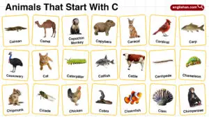 20+ Animals Start with C in English with Pictures