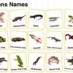Amphibians Names in English with their Pictures