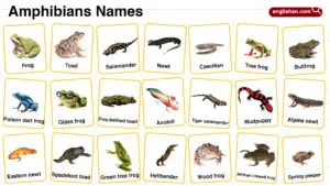 Amphibians Names in English with their Pictures