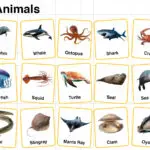 Aquatic Animals Names in English