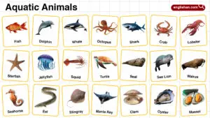 Aquatic Animals Names in English