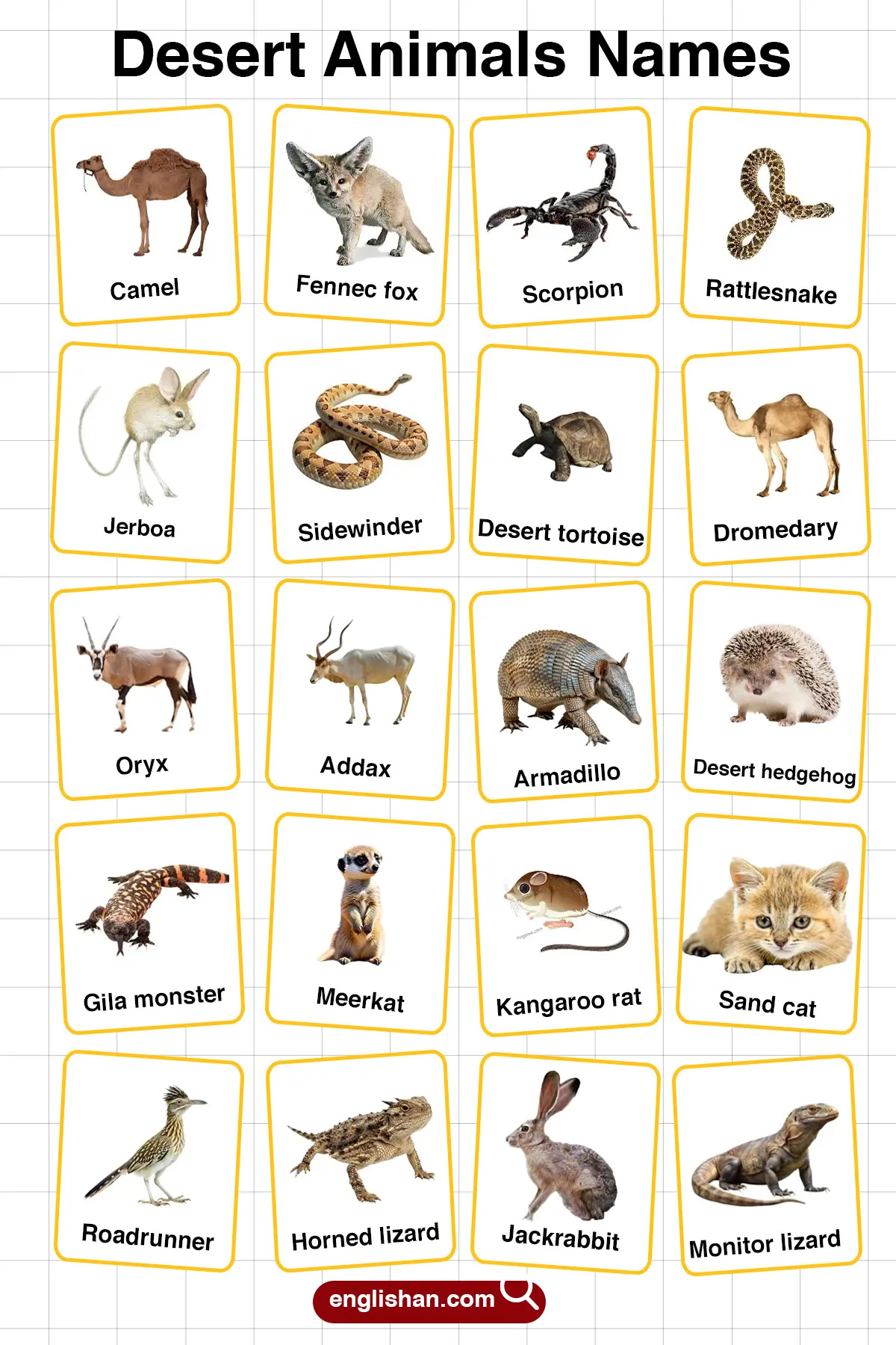 List of Desert Animals Names