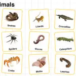 Crawl Animals Names in English with their Pictures