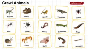 Crawl Animals Names in English with their Pictures
