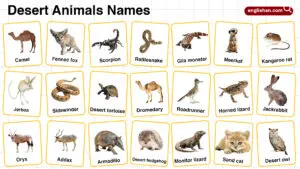 Desert Animals Names in English with their Pictures