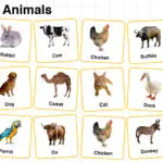 Domestic Animals Names in English with their Pictures
