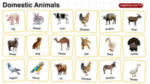 Domestic Animals Names in English with their Pictures