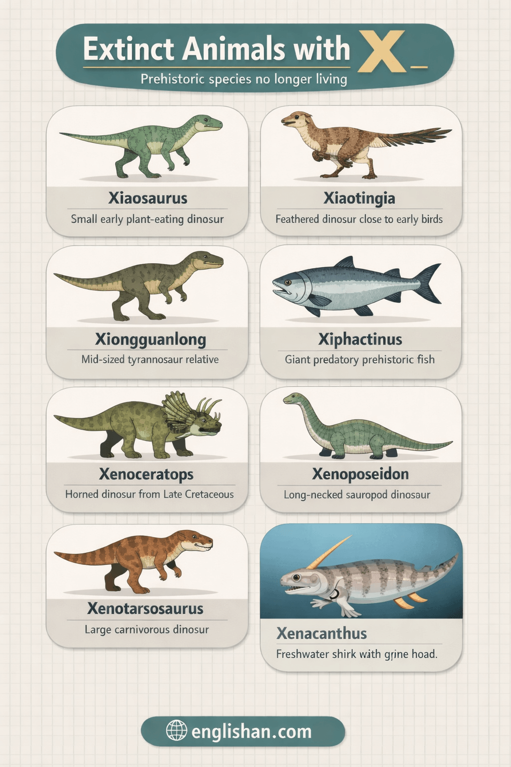 Extinct animals that start with X including XIPHactinus, XENOCERATOPS, XIAOSAURUS and XENACANTHUS.