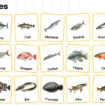 Fish Names in English with their Pictures