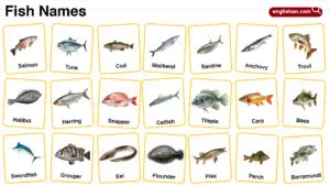 Fish Names in English with their Pictures