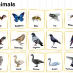 Flying Animals Names in English with their Pictures