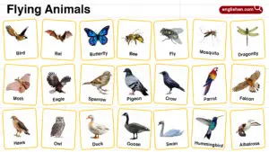 Flying Animals Names in English with their Pictures