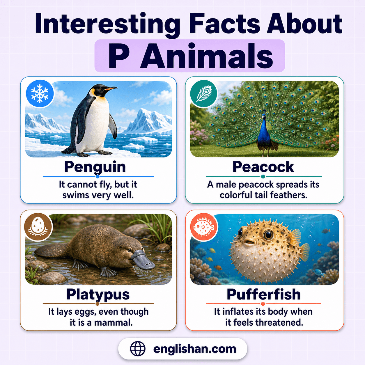 P animals including platypus, penguin, panda, parrot, peacock, and polar bear with fun wildlife facts and species details.