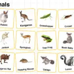 Hop Animals Names in English with their Pictures