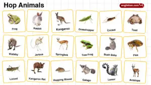 Hop Animals Names in English with their Pictures