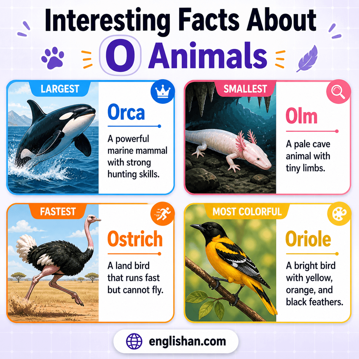 O animals including octopus, orca, orangutan, ostrich, and owl with interesting wildlife facts and species details.