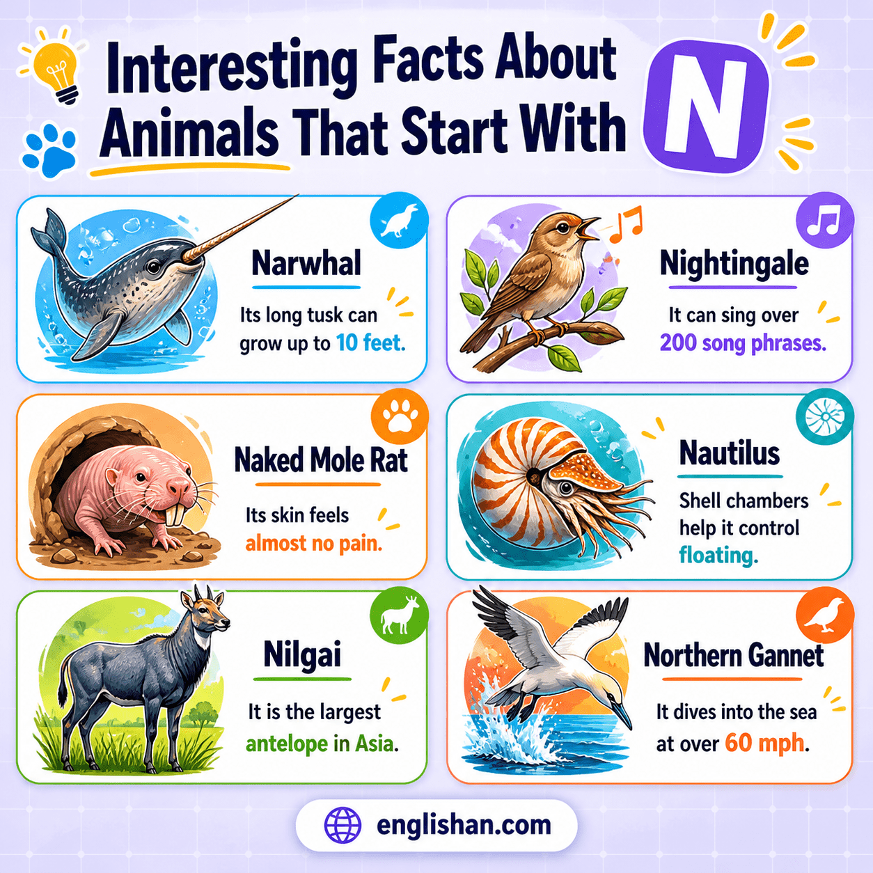 Animals starting with N including narwhal, naked mole rat, nightingale, nautilus, and nurse shark with wildlife facts.