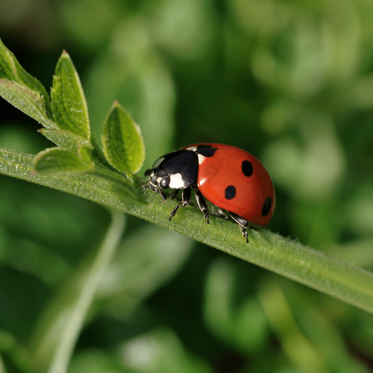 Ladybug