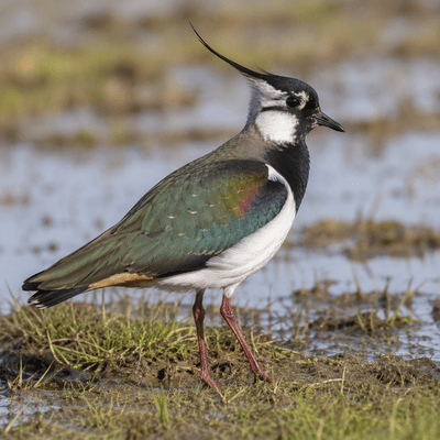 Lapwing