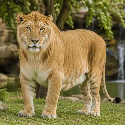 Liger