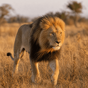 Lion
