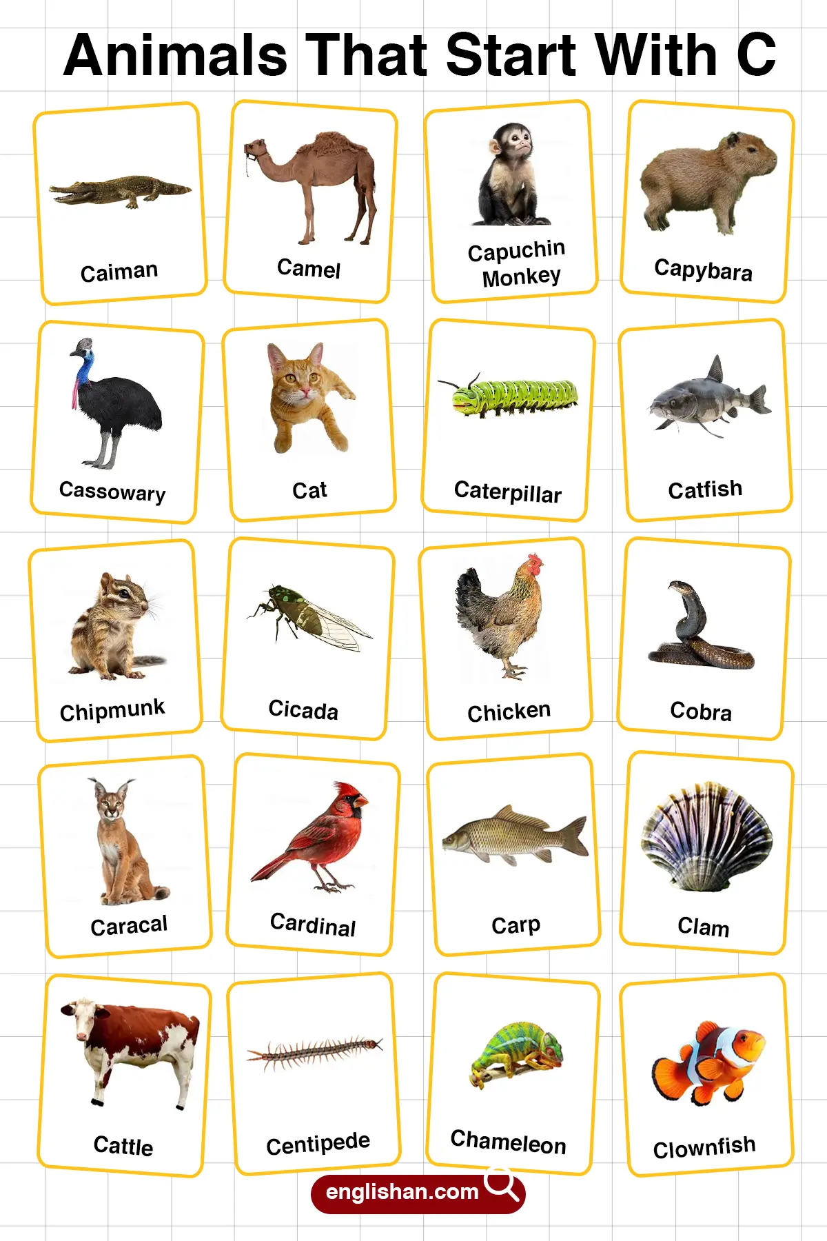 List of Animals Starting with C with Pictures