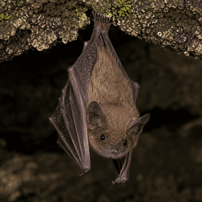 Little Brown Bat